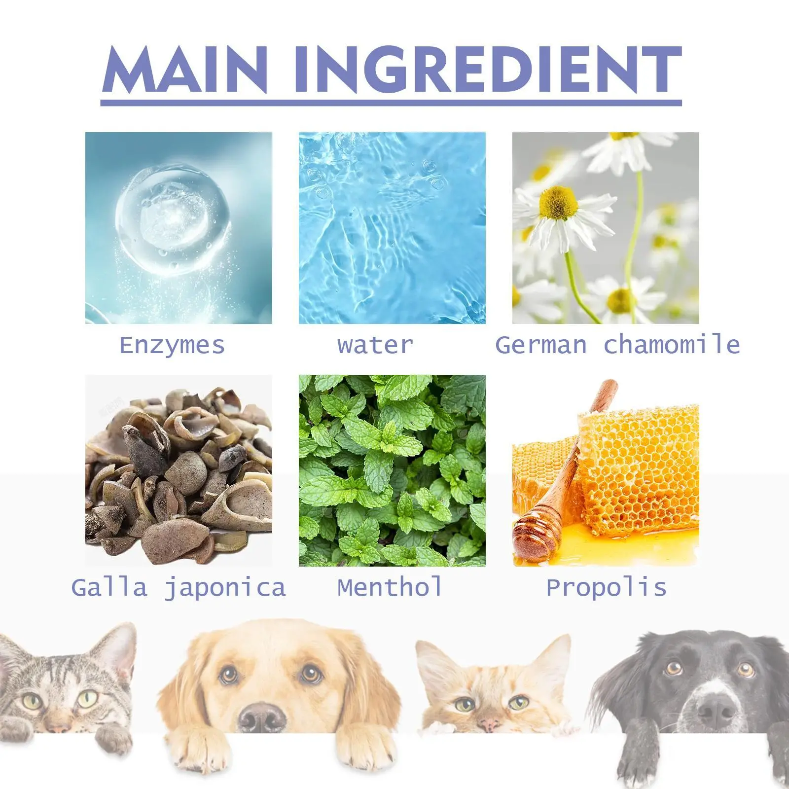 Dog Teeth Cleaning